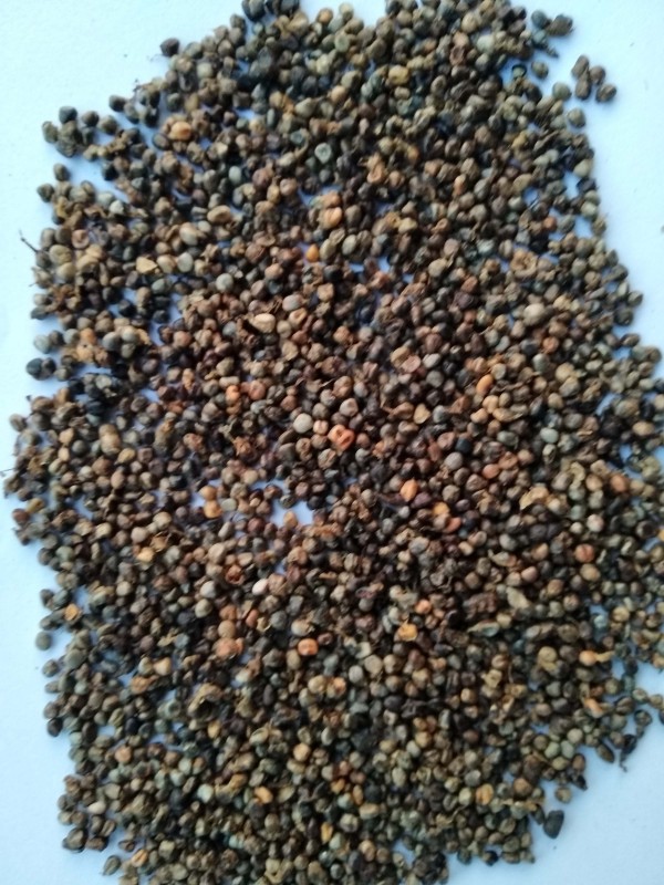 Cardamom from Nepal